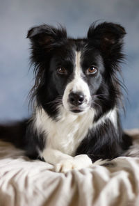 Canine model posing