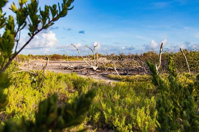 Plants growing on land against sky