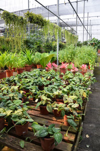 View of plants in greenhouse