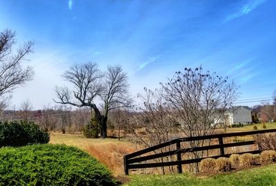 Bare trees on field against sky