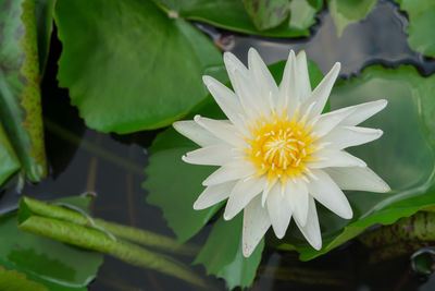High angle view of white lotus water lily blooming in pond