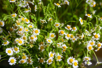 Close-up of white flowering plants