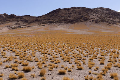 Puna, cordillera de los andes. scenic view of field against mountain