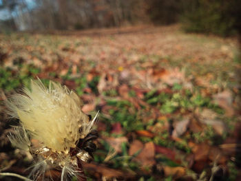 Close-up of flower growing in field