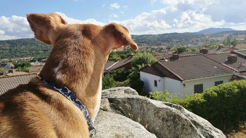 Close-up of dog on roof against sky