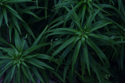 Full frame shot of fresh green plants