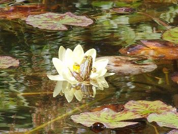 Lotus water lily floating in pond