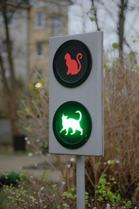 Day of cats, traffic light for the movement of animals, city of cats, animal monument