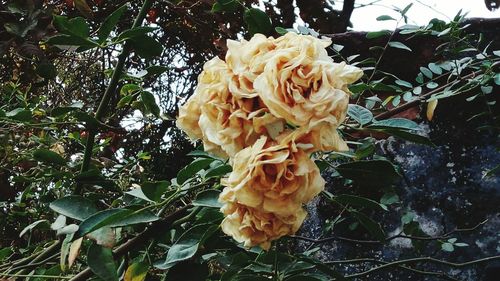 Low angle view of flower