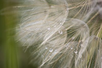 Close-up of wet dandelion