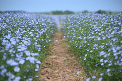 Close-up of flowering plants on land