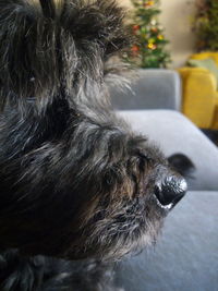 Close-up of a dog looking away