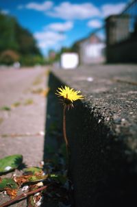 Close-up of yellow flowering plant on road