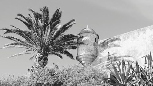 Low angle view of palm trees