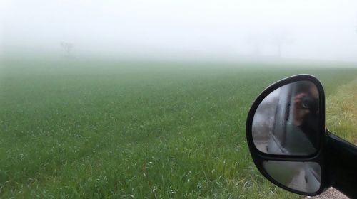 Close-up of grass in field