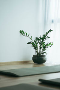 Close-up of potted plant in a pilates/ yoga studio