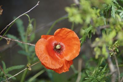 Close-up of orange flower