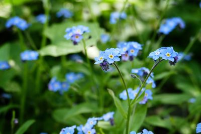 Close-up of purple flowering plants