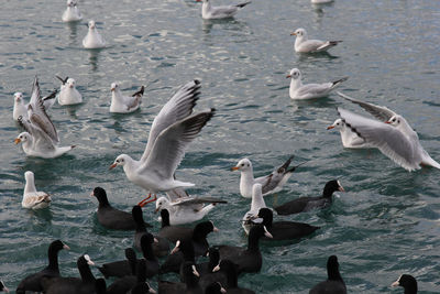 Flock of birds in sea