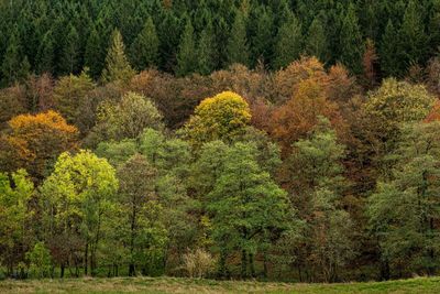 Pine trees in forest during autumn