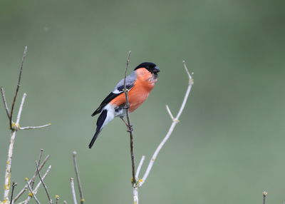 Close-up of bird perching on twig