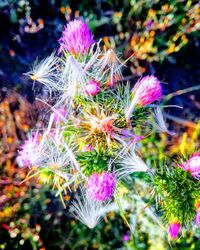 Close-up of pink flowering plant