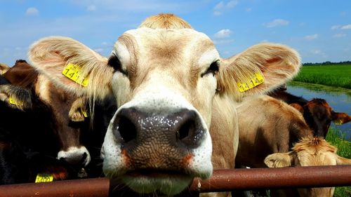 Low angle portrait of cow against sky