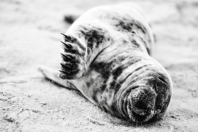 Close-up of seal lying on sand