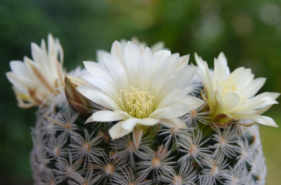 Close-up of white daisy flowers