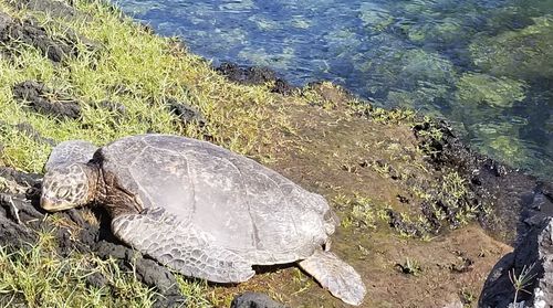 High angle view of tortoise swimming in sea