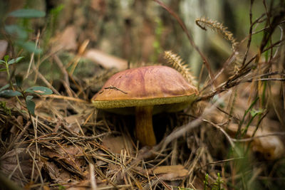 Close-up of mushroom growing on field