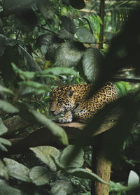 View of leopard on tree in forest