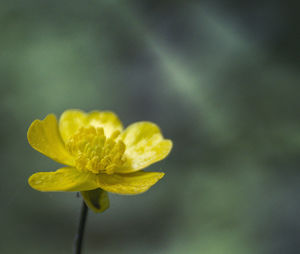 Close-up of yellow flowering plant