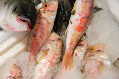 Close-up of fish in market