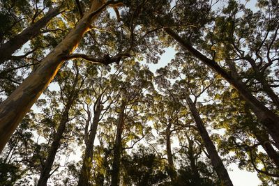 Low angle view of trees in forest