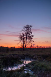 Trees on field against sky during sunset