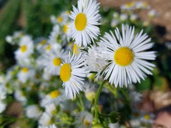 Close-up of white flowering plants