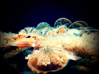 Close-up of fish underwater