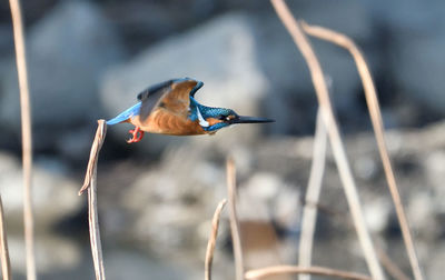 Close-up of bird perching on plant