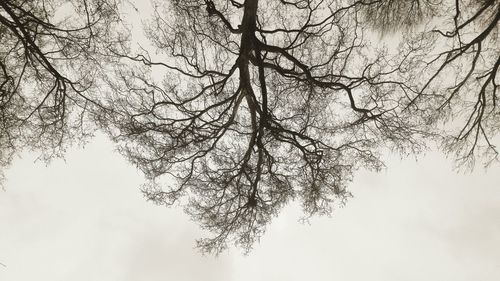 Bare trees against sky