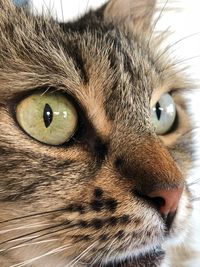 Close-up portrait of a cat