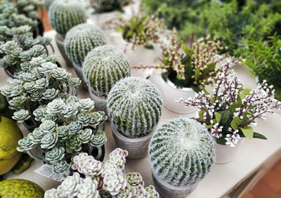 High angle view of potted plants on table