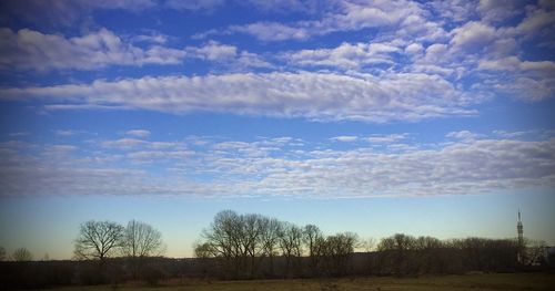 Scenic view of trees on field against sky