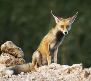 Fox on rock