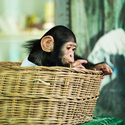 Portrait of man looking at basket