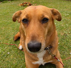 Close-up portrait of dog