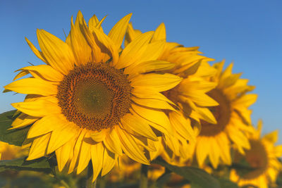 Close-up of yellow sunflower against sky