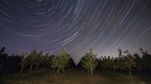 Trees against sky at night