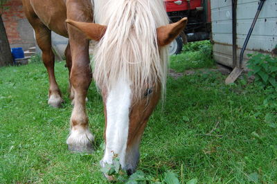 Horse in field