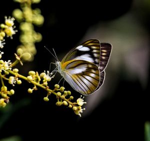 Close-up of butterfly pollinating on flower